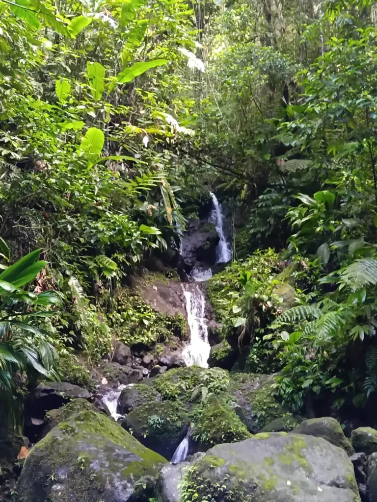Cascade Parabole, Foret de Gourbeyre avec Akwaform Randonnées Guadeloupe