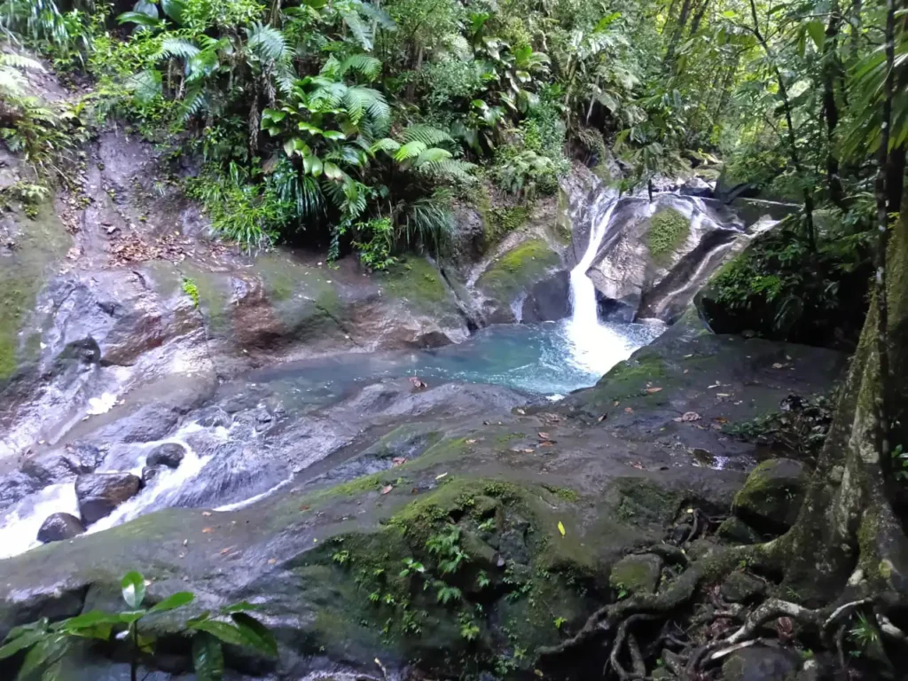 Cascade Parabole, Foret de Gourbeyre avec Akwaform Randonnées Guadeloupe