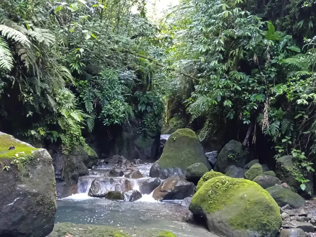Cascade Parabole, Foret de Gourbeyre avec Akwaform Randonnées Guadeloupe