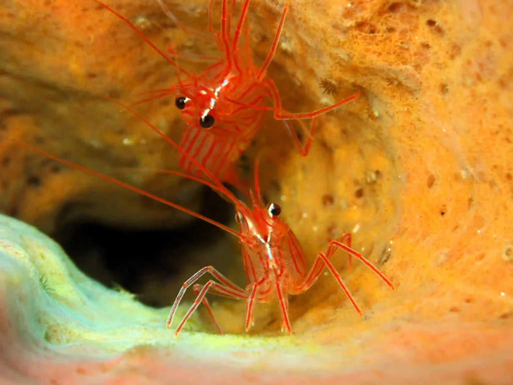 Magnifiques Crevettes Antenaire plongée Deshaies Guadeloupe