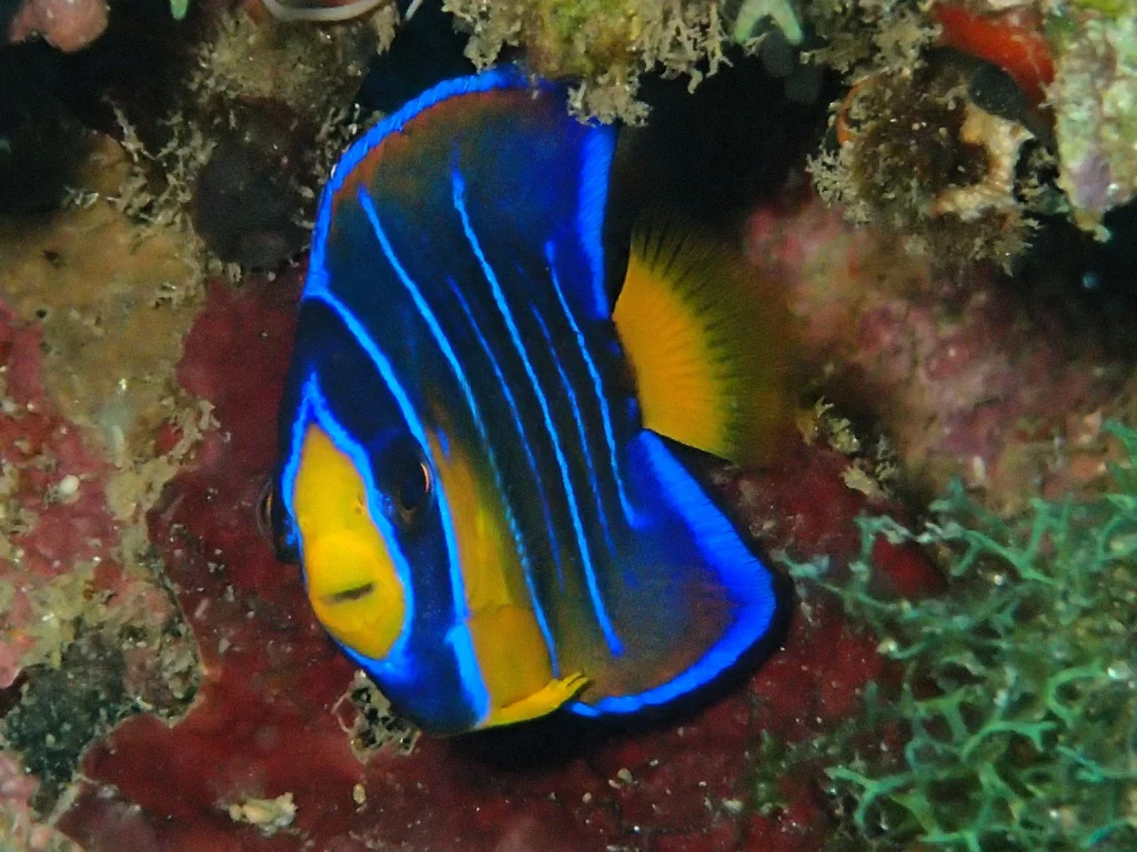 Magnifique Poisson-ange royal (Holacanthus ciliaris). Antennaire Plongée Deshaies Guadeloupe