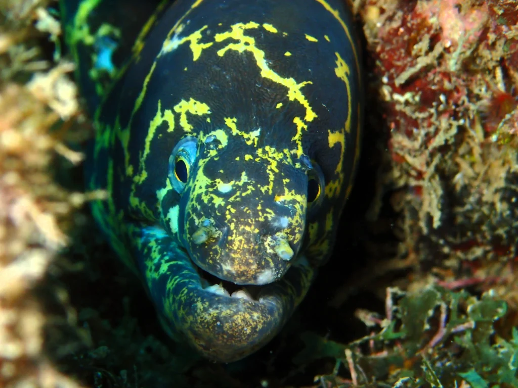 Une murène curieuse qui semble poser pour la photo Antennaire Plongée Guadeloupe