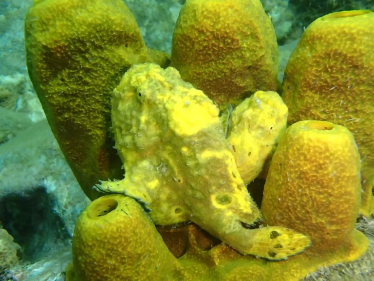 Antennaire Plongée à Deshaies Guadeloupe (1)