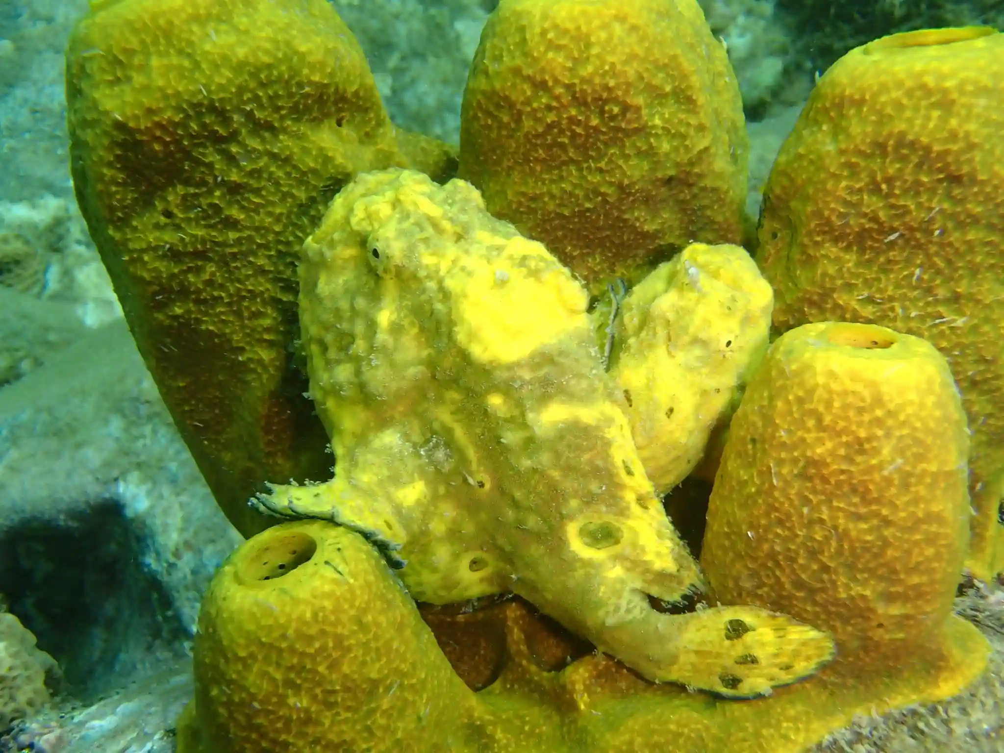 tarifs-randonnees-sous-marines-antennaire-plongee