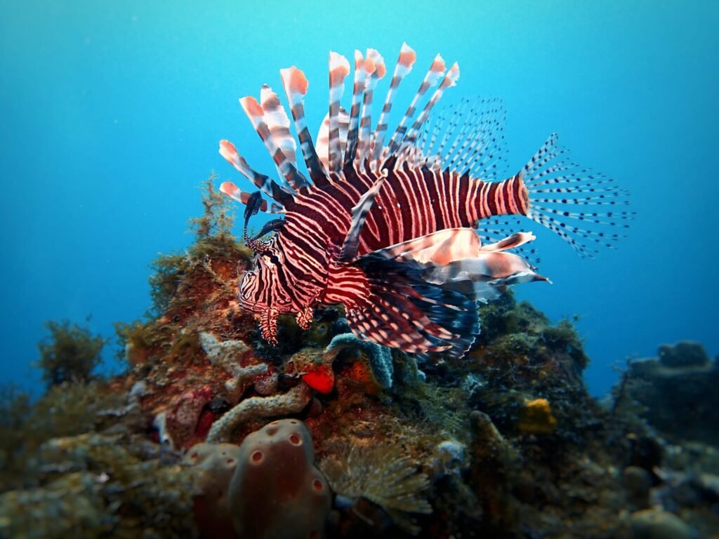 Poisson Lion avec Antennaire Plongée à Deshaies Guadeloupe