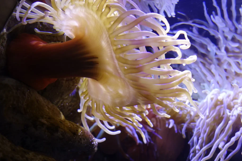 Anémone Aquarium de Guadeloupe à Le Gosier