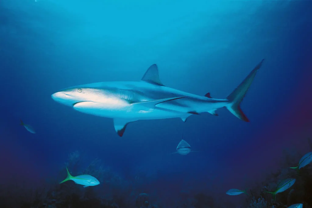 Requin Aquarium de Guadeloupe (13)