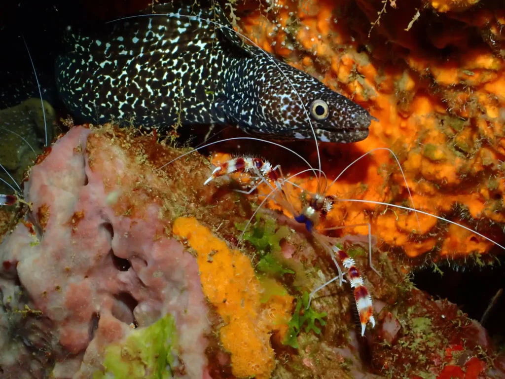 Murène et crevette Aquarium de Guadeloupe