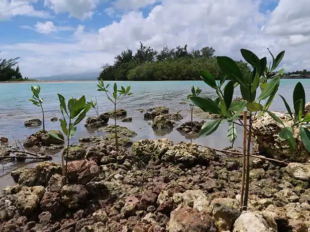 Culture Mangrove à l'Aquarium de Guadeloupe