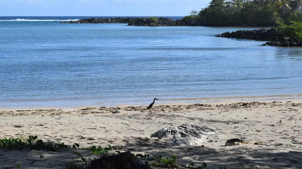 Ballade matinale d'un héron Bihoreau violacé Baie du Nord-Ouest à Le Moule Guadeloupe