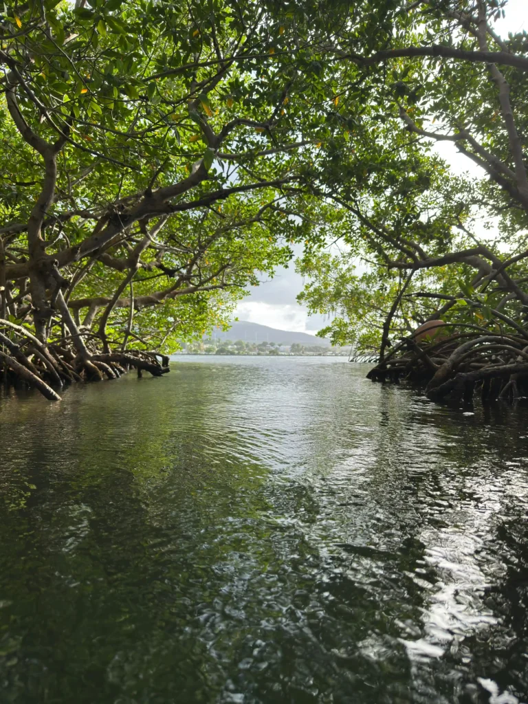 Au coeur des mangroves de Guadeloupe avec Caraibe Passiflora Excursion à Sainte-Rose