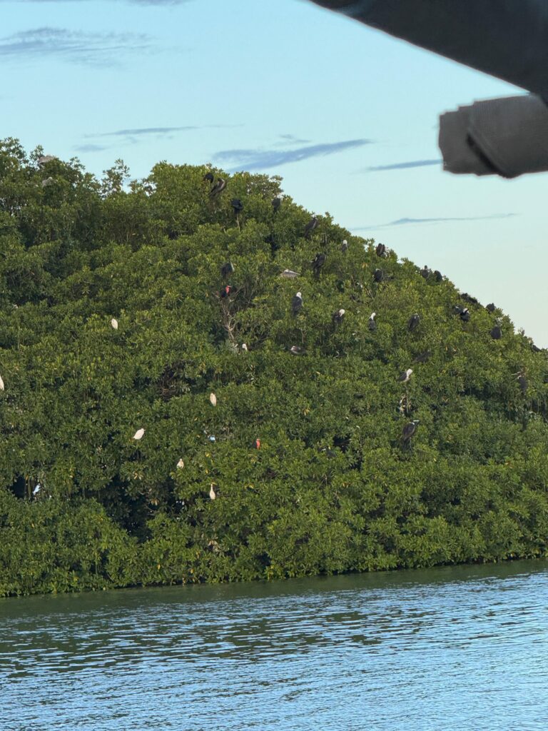 Un écosystème essentiel pour les oiseaux marins de Guadeloupe. Caraibe Passiflora Excursion.