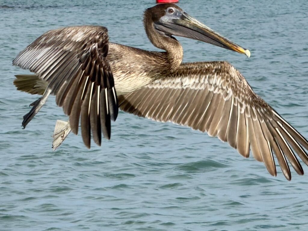 On peut parfois apercevoir le gran gosié (pélican) planer au-dessus du lagon. Caraibe Passiflora Guadeloupe