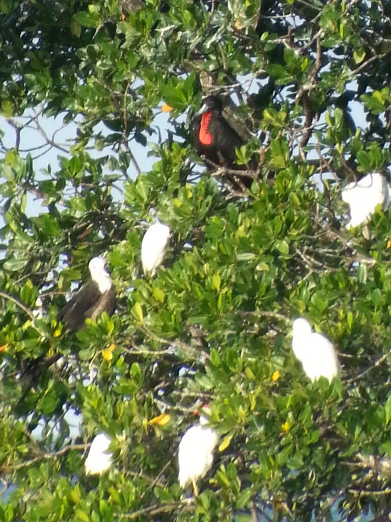 Un écosystème essentiel pour les oiseaux marins de Guadeloupe. Caraibe Passiflora Excursion.