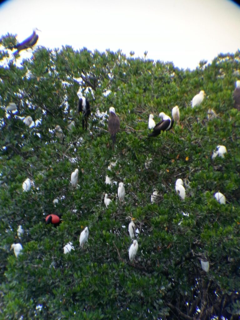 Un écosystème essentiel pour les oiseaux marins de Guadeloupe. Caraibe Passiflora Excursion.