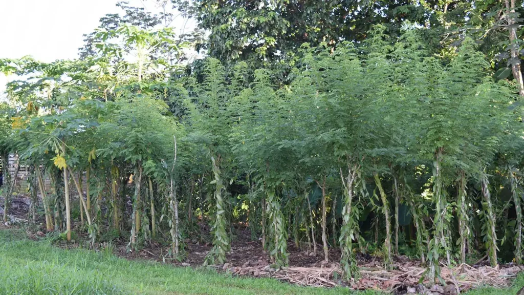 Culture de vanille à Sainte-Rose Guadeloupe