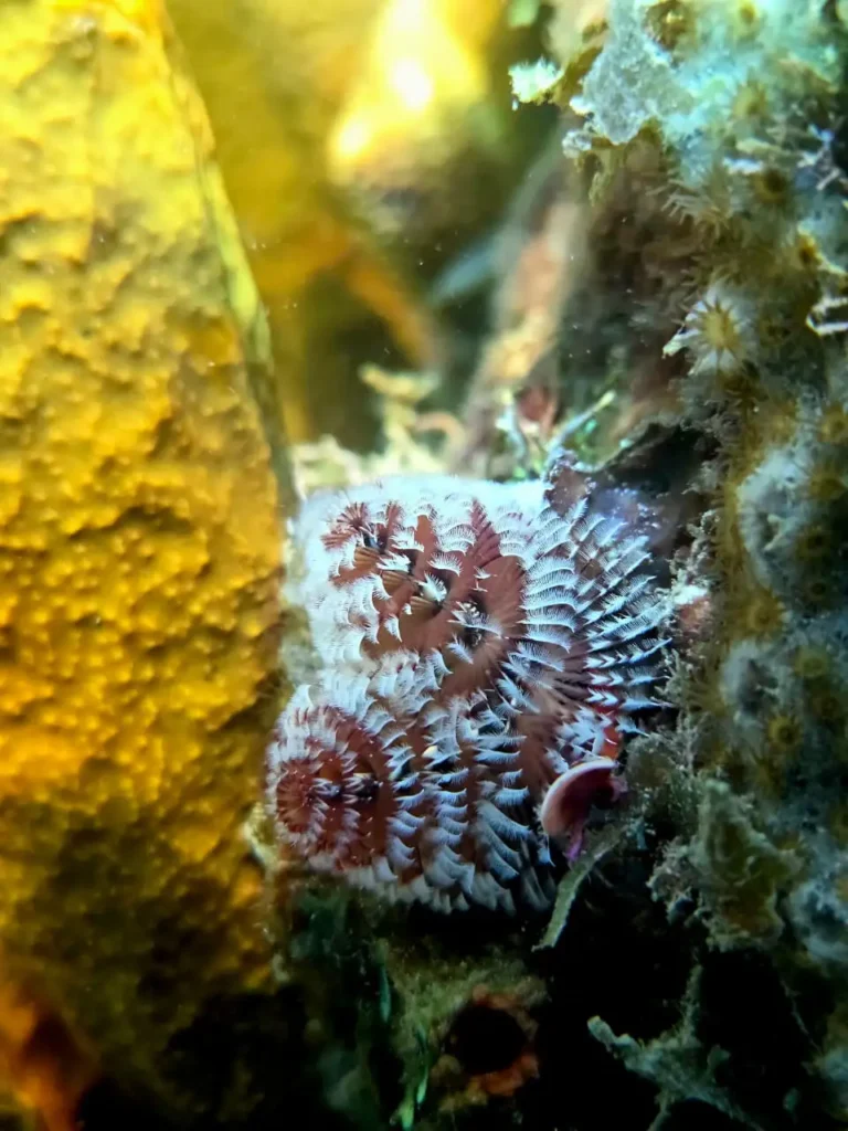 Snorkeling à Deshaies avec Will Evasion Guadeloupe