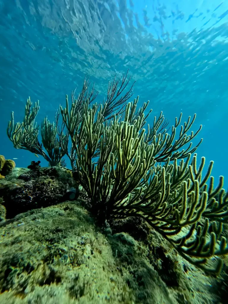 Snorkeling à Deshaies avec Will Evasion Guadeloupe