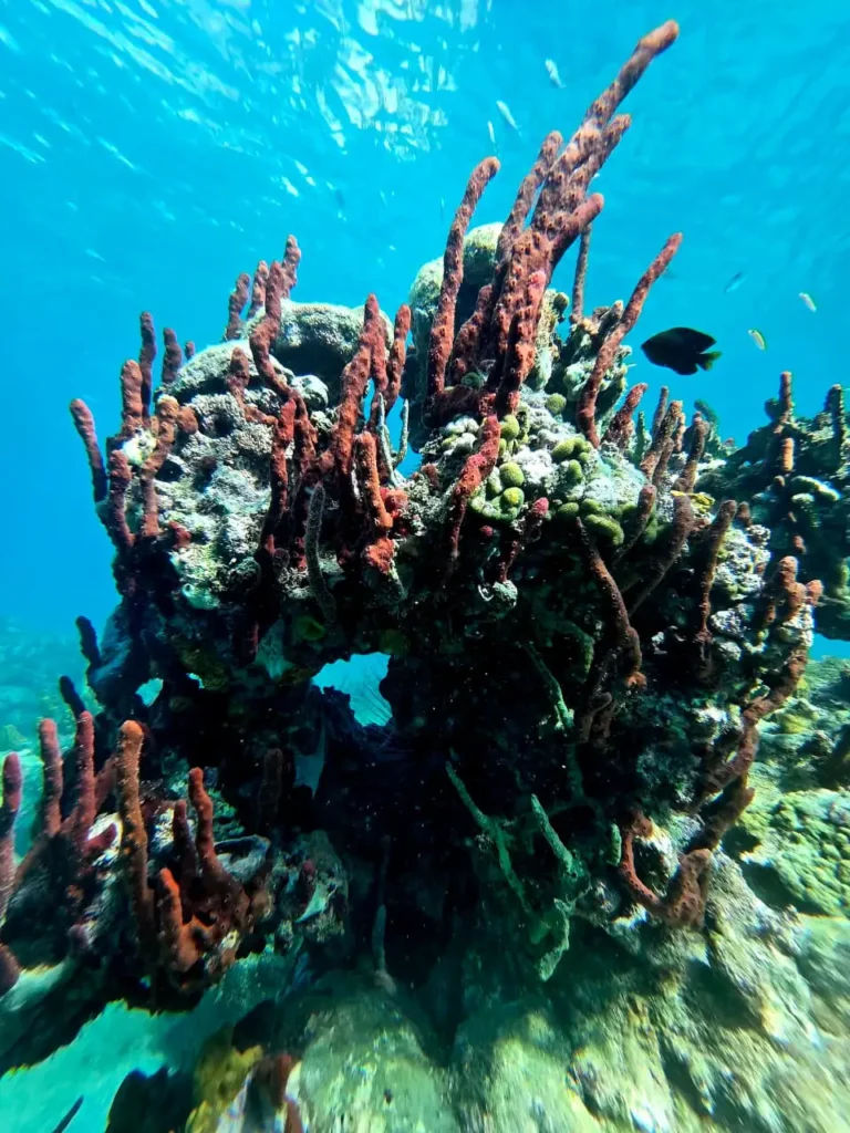Formations coralienne à Deshaies avec Will Evasion Deshaies Guadeloupe