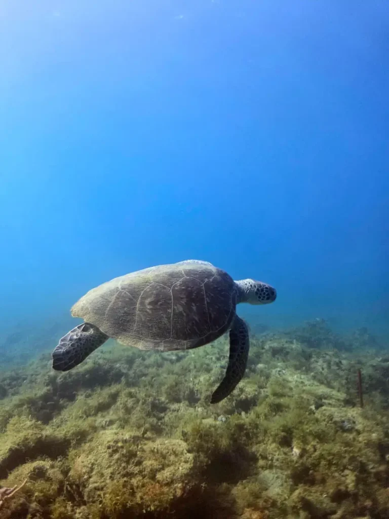 Découverte Tortue marine Will Evasion Deshaies Guadeloupe
