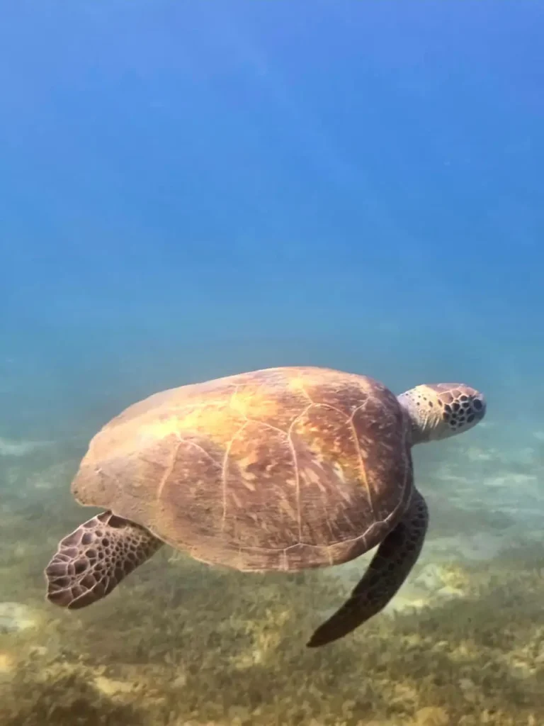 Découverte Tortue marine Will Evasion Deshaies Guadeloupe