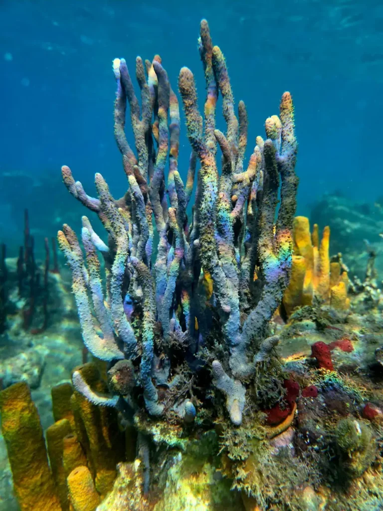Éponge chandelle violette et éponges tubulaires jaunes sur la barrière de corail en Guadeloupe avec Will Evasion