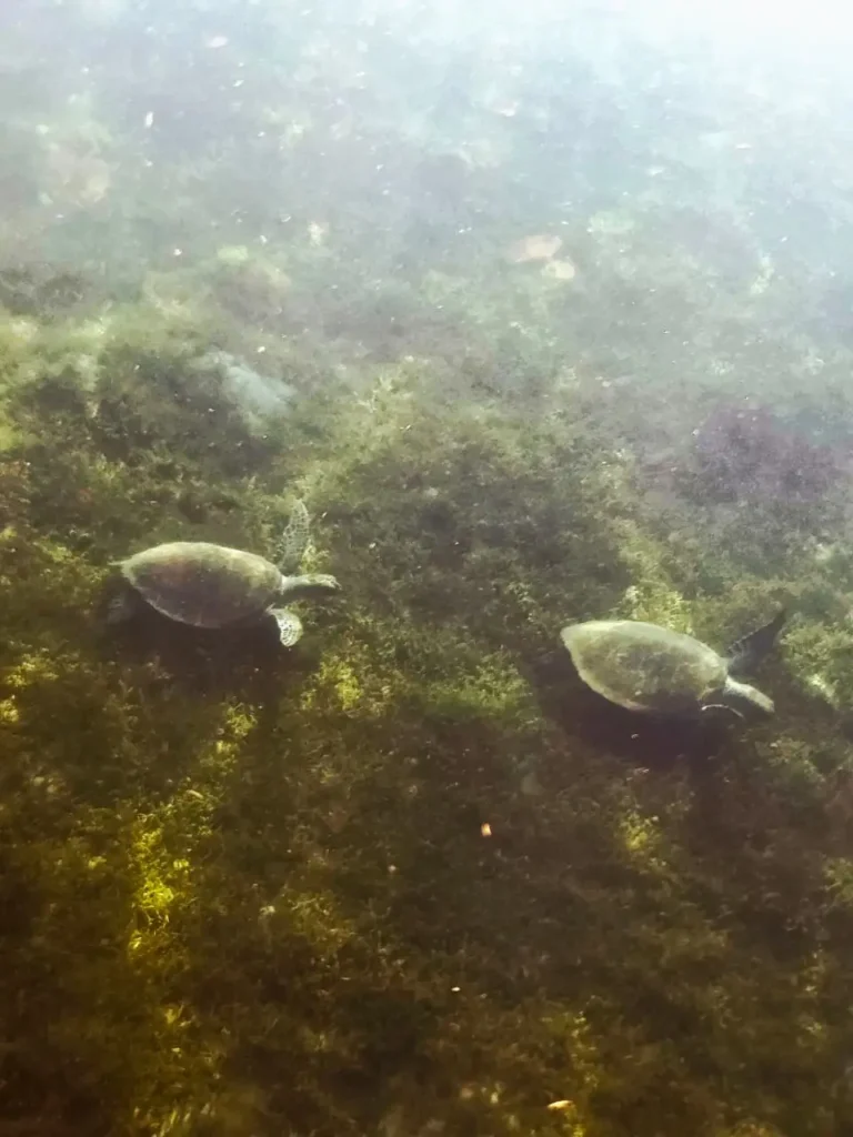 Découverte Tortue marine Will Evasion Deshaies Guadeloupe