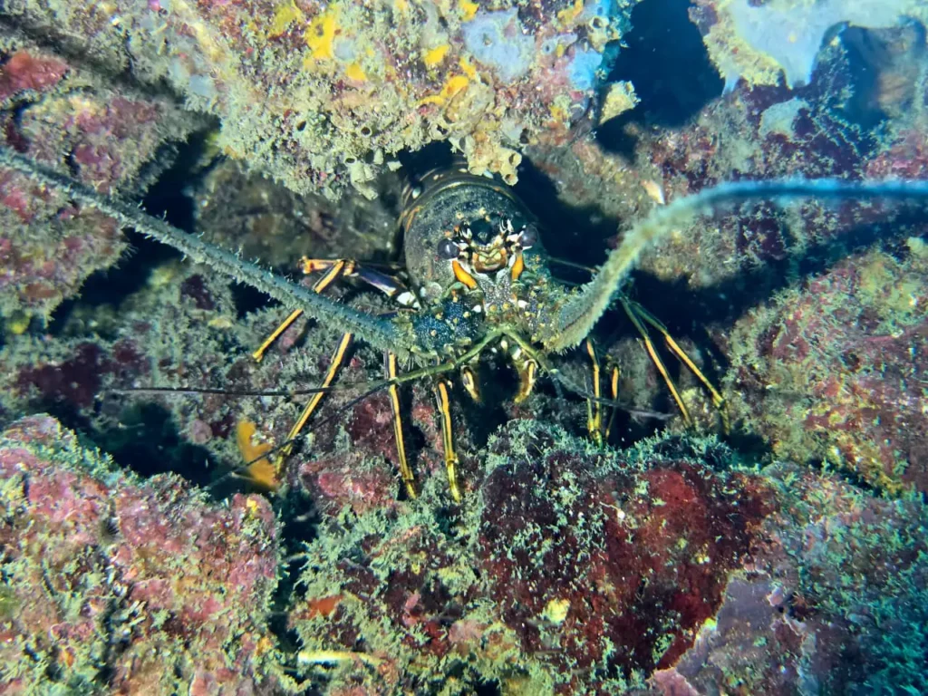 Une Langouste lors de la sortie pédagogique avec Will Evasion Guadeloupe