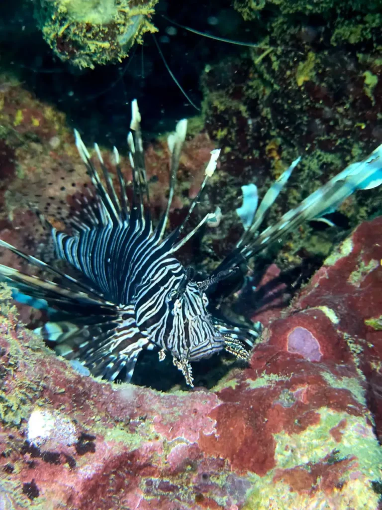 Poisson Lion à Deshaies lors d'une excursion avec Will Evasion Guadeloupe