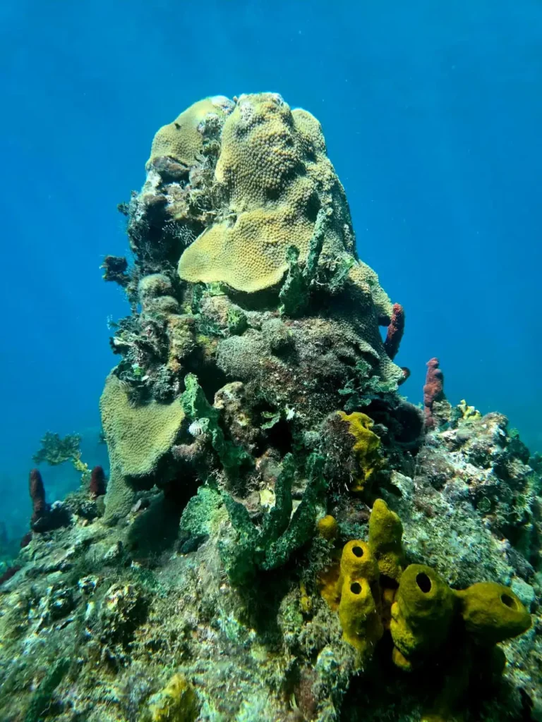 Formations coralienne à Deshaies avec Will Evasion Deshaies Guadeloupe