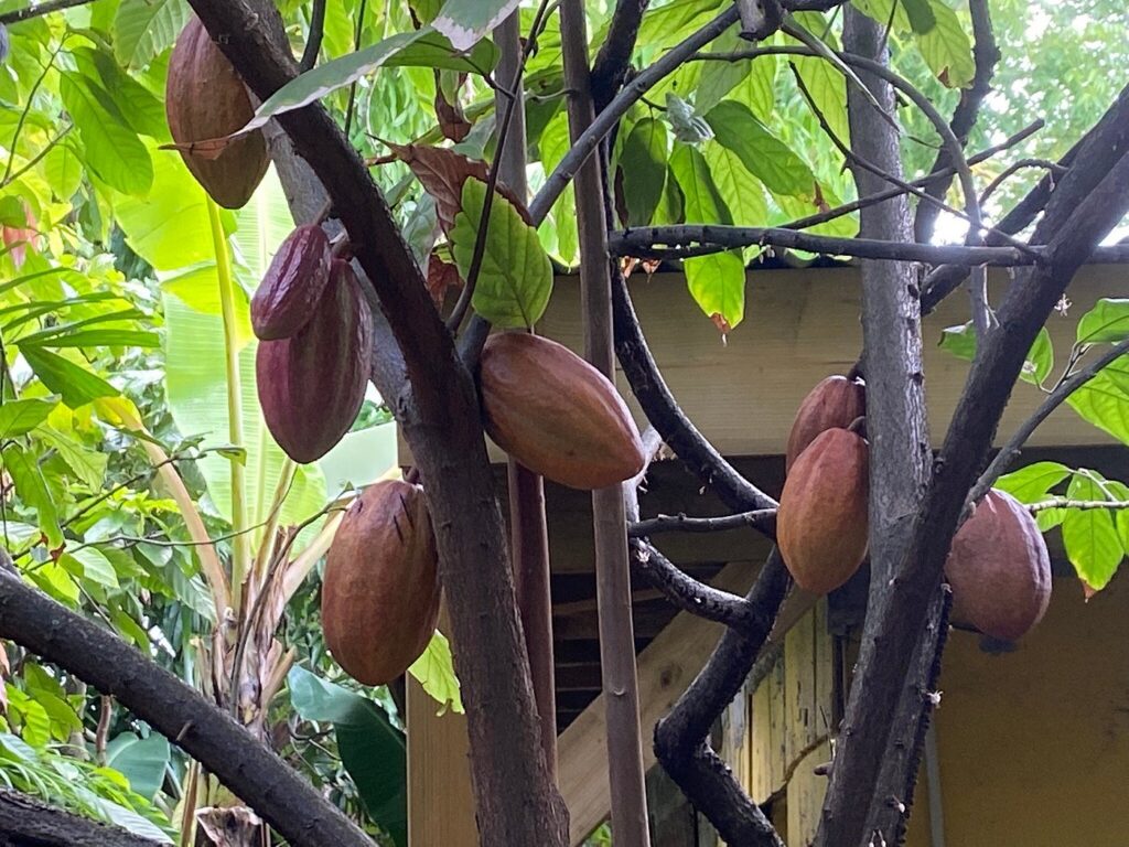 La maison de Cacao à Pointe-Noire Guadeloupe