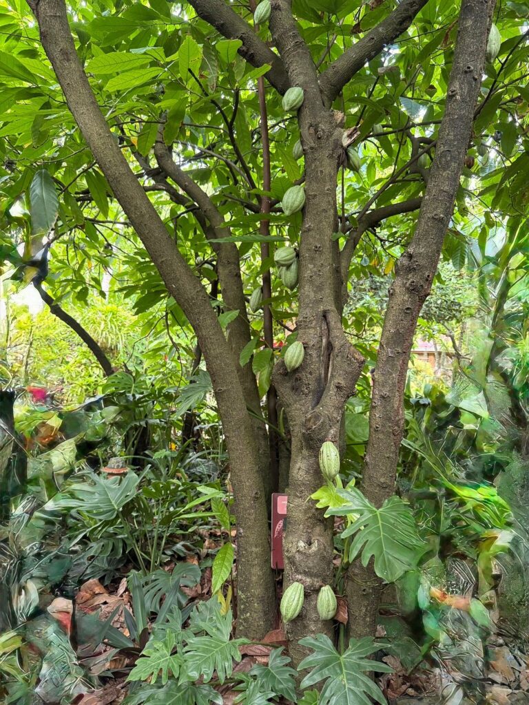 La maison de Cacao à Pointe-Noire Guadeloupe