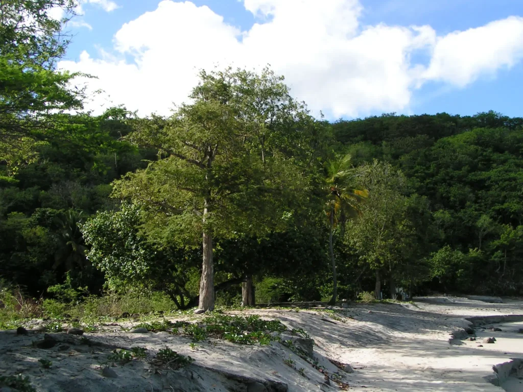 La végétation qui longe la Plage Paul Thomas dite Bosco Deshaies Guadeloupe