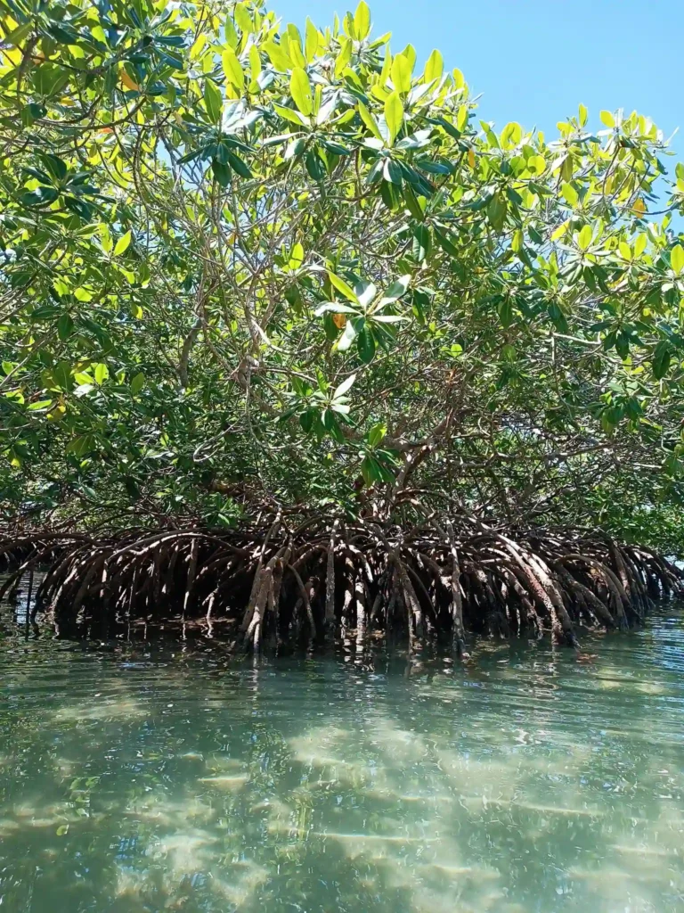 Mangroves de Guadeloupe avec Kayak An Nou Sainte-Rose Guadeloupe