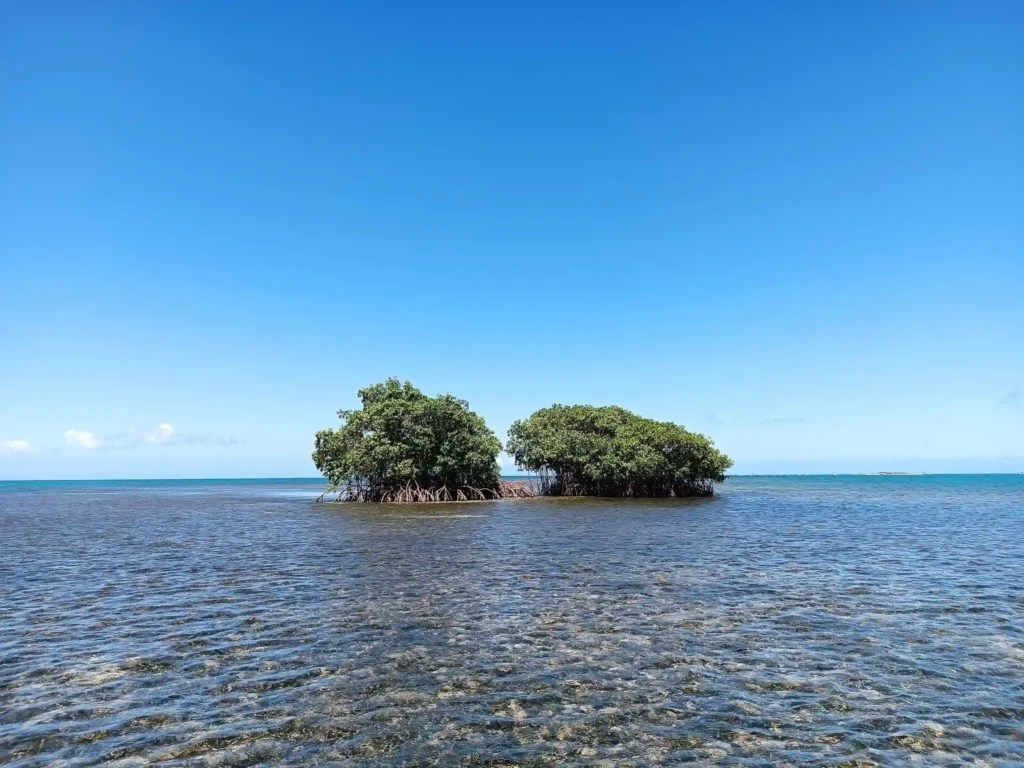 Mangroves de Guadeloupe Voyage France Guadeloupe
