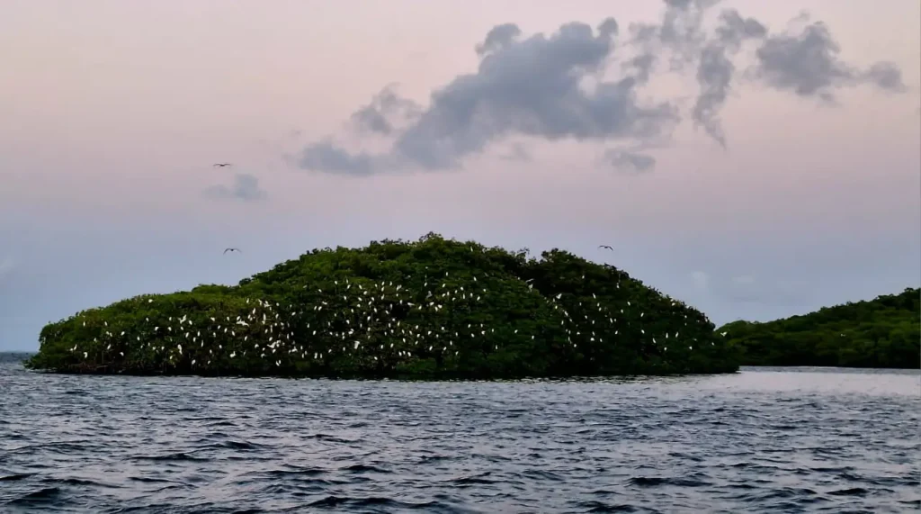 Le soleil se couche sur les mangroves de Sainte-Rose avec Will Evasion Guadeloupe