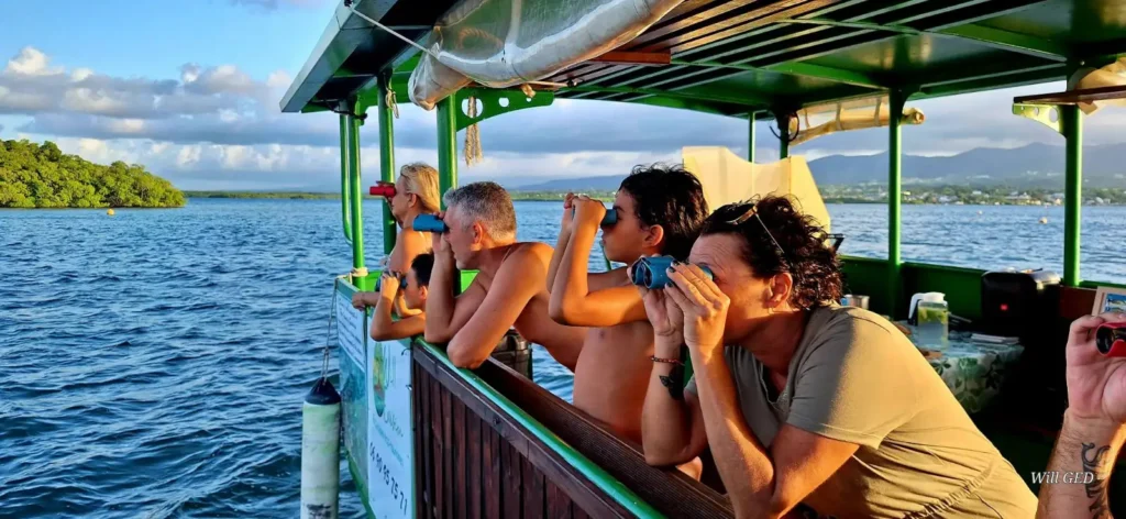 Observation des oiseaux au large de Sainte-Rose avec Will Evasion Guadeloupe