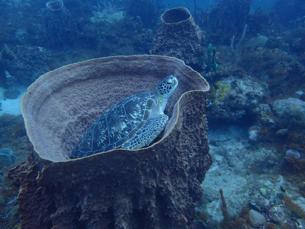 Rencontre avec les Tortues avec Antennaire Plongée à Deshaies Guadeloupe