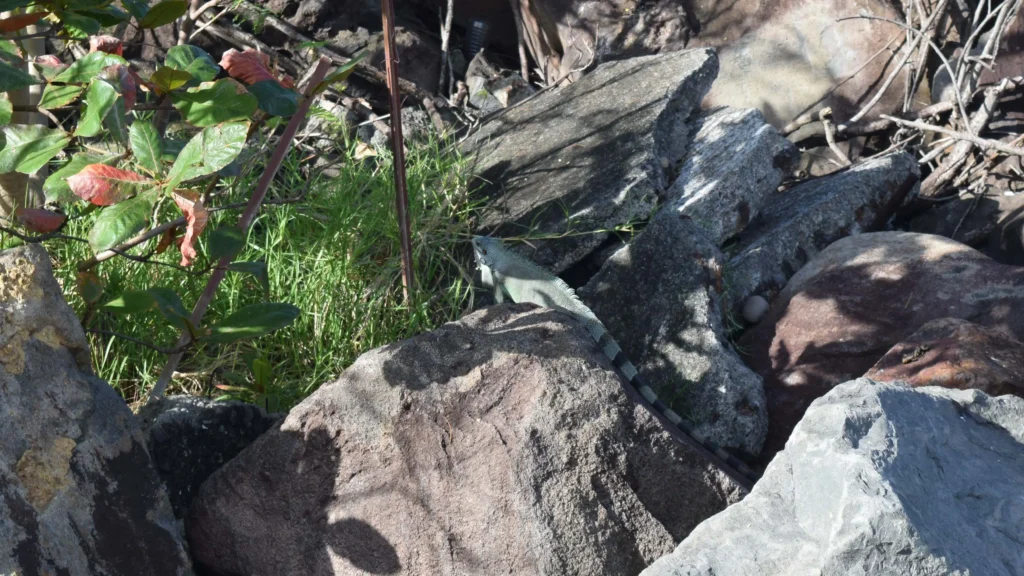 Un Iguane se réchauffe près des eaux chaudes de Bouillante Guadeloupe