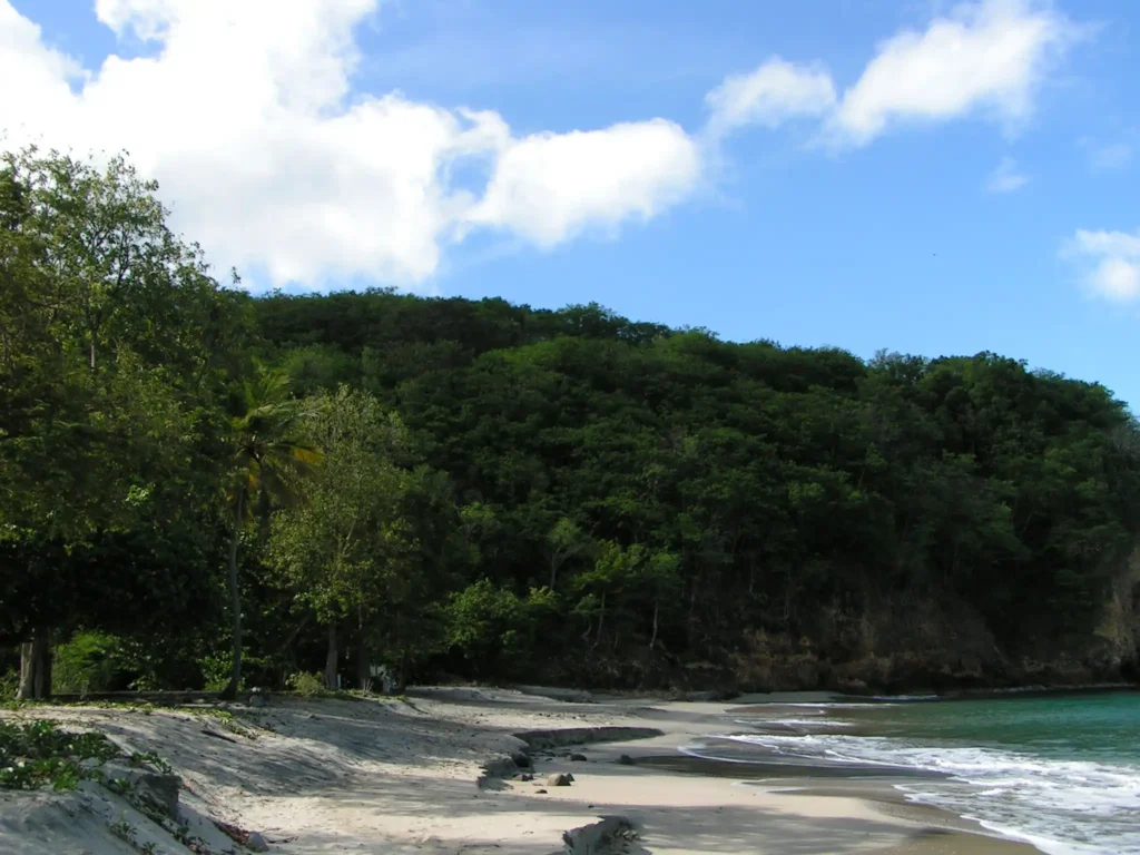 Une crique entourée de végétation Plage Paul Thomas dite Bosco Deshaies Guadeloupe