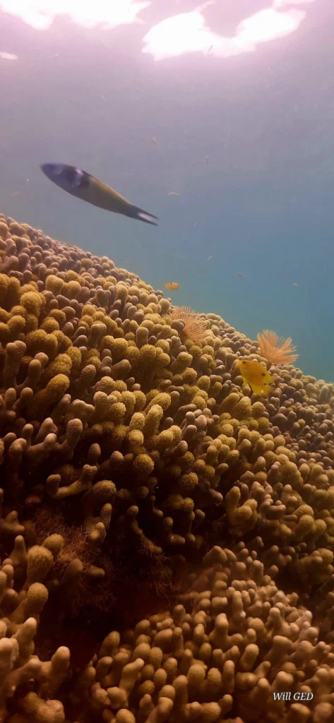 Snorkeling avec Will Evasion à Sainte-Rose en Guadeloupe