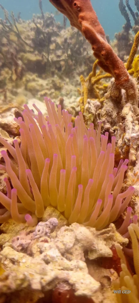 Snorkeling avec Will Evasion à Sainte-Rose en Guadeloupe