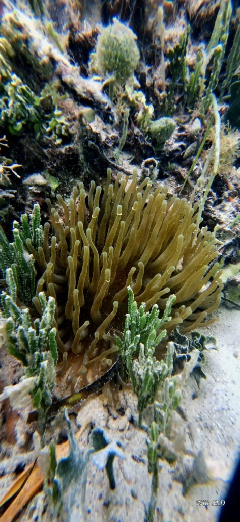 Snorkeling avec Will Evasion à Sainte-Rose en Guadeloupe