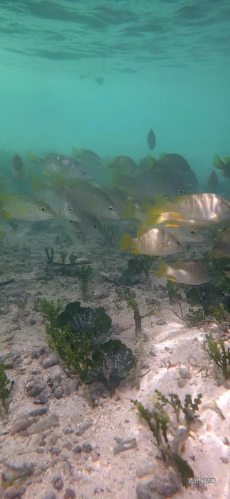 Snorkeling avec Will Evasion à Sainte-Rose en Guadeloupe