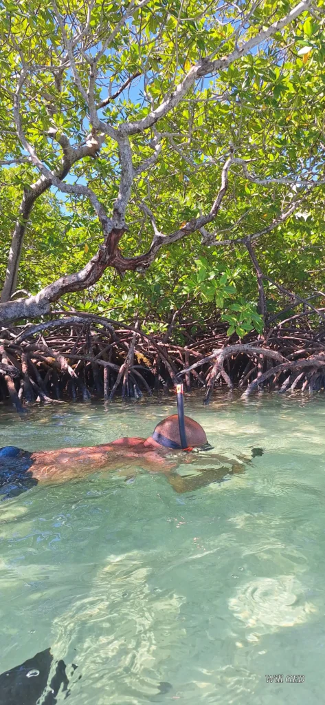 Excursion dans les mangroves de Sainte-Rose avec Will Evasion (Guadeloupe)