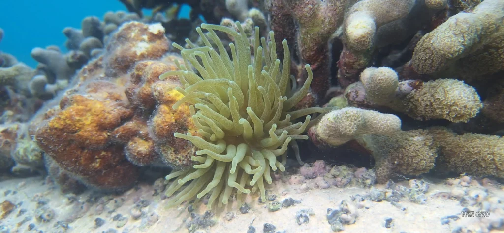 Snorkeling avec Will Evasion à Sainte-Rose en Guadeloupe