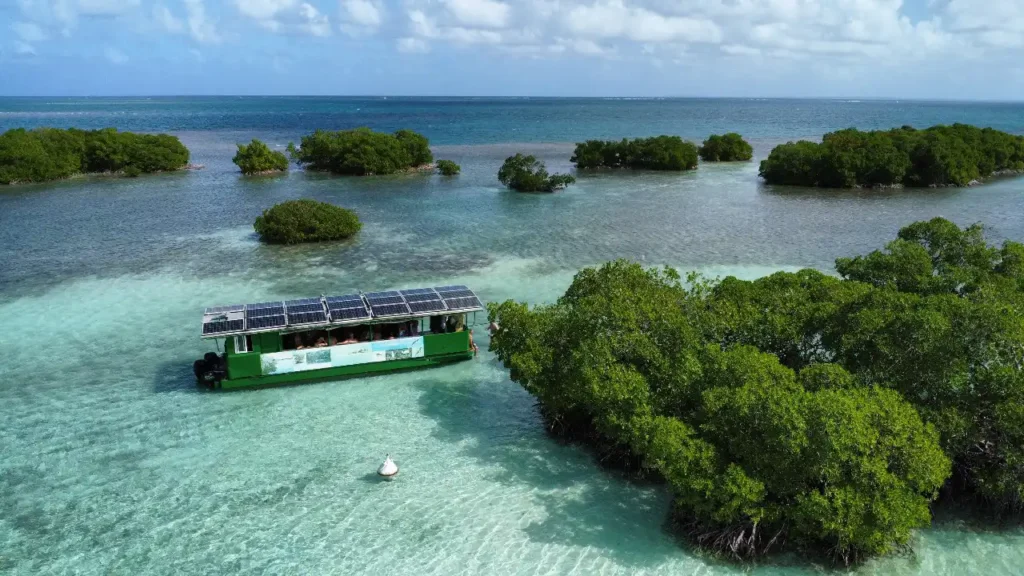 Excursion dans les mangroves de Sainte-Rose avec Will Evasion (Guadeloupe)