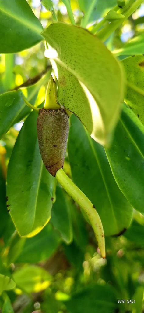 Excursion dans les mangroves de Sainte-Rose avec Will Evasion (Guadeloupe)