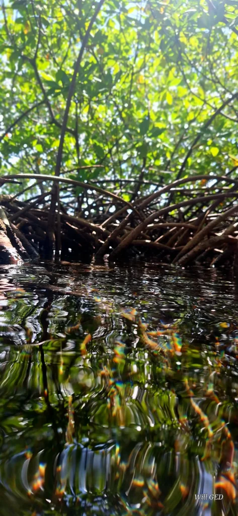 Excursion dans les mangroves de Sainte-Rose avec Will Evasion (Guadeloupe)