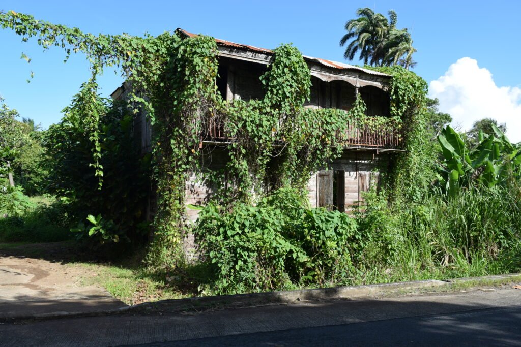 Vieille case créole envahie de végétation, sur la route de Sainte-Rose Guadeloupe